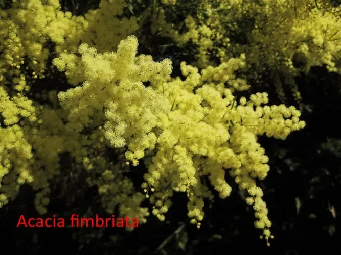 Acacia fimbriata (Fringed Wattle)