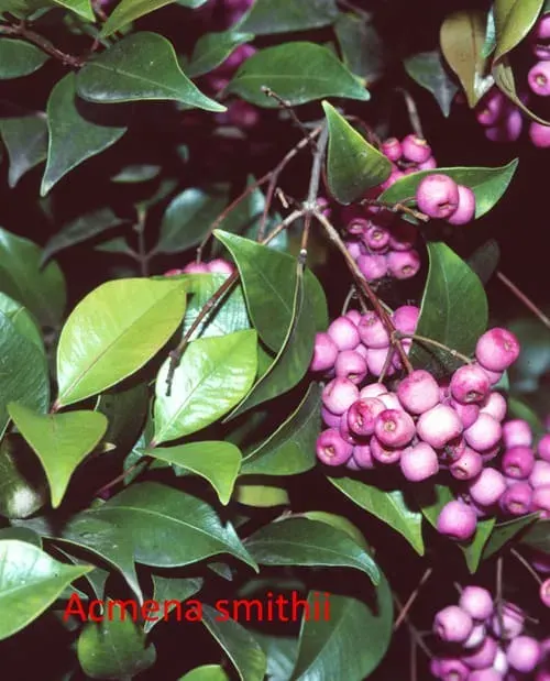 Acmena smithii (Lilly Pilly)