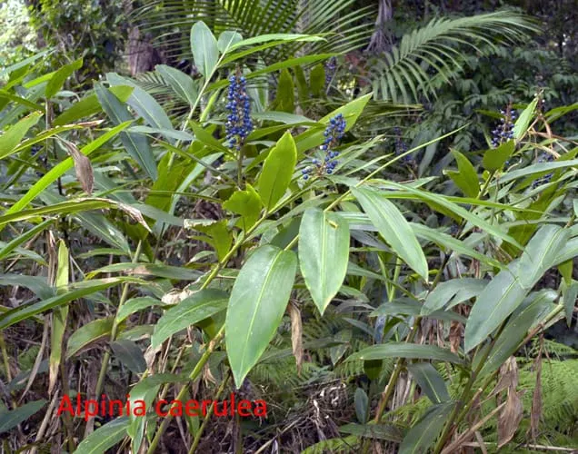 Alpinia caerulea (Native Ginger)