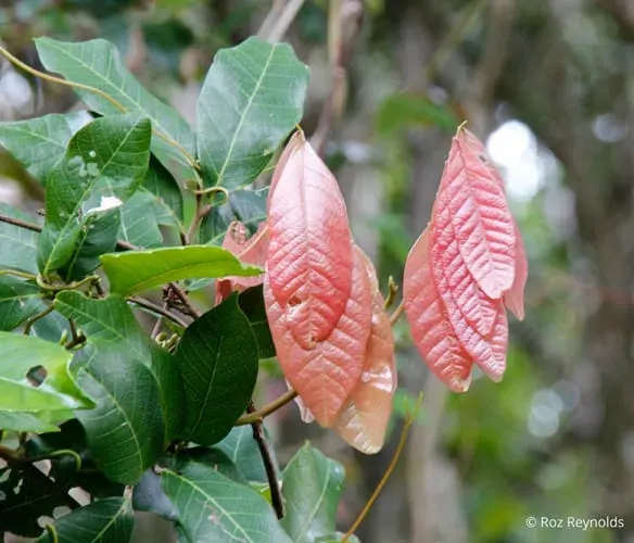 Arytera divaricata (Coogera)