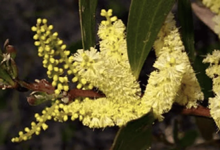Yellow wattle in flower