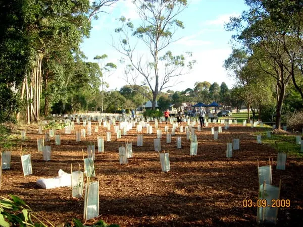 Rows of young native trees in white tree guards on freshly mulched ground at Absalom Reserve, dated 2009
