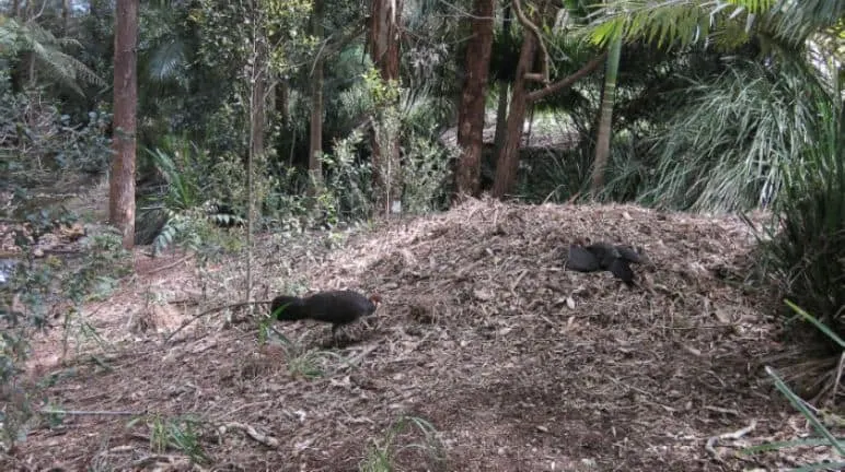 Two dark birds on a large mound of leaf litter in shaded coastal bushland