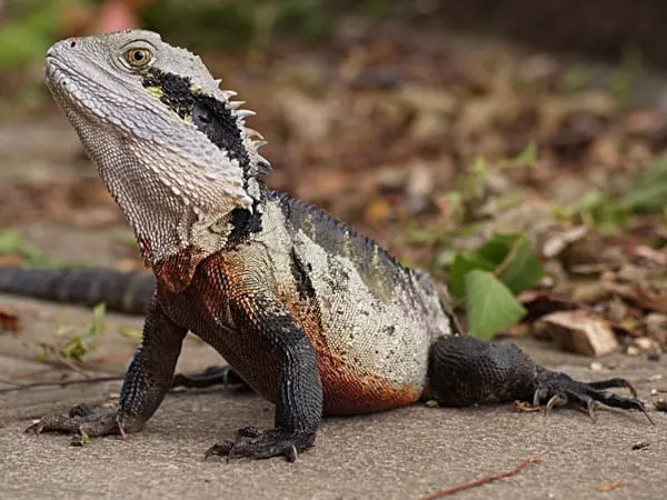 Eastern water dragon with spiny crest and dark banded body resting on a path in leaf litter
