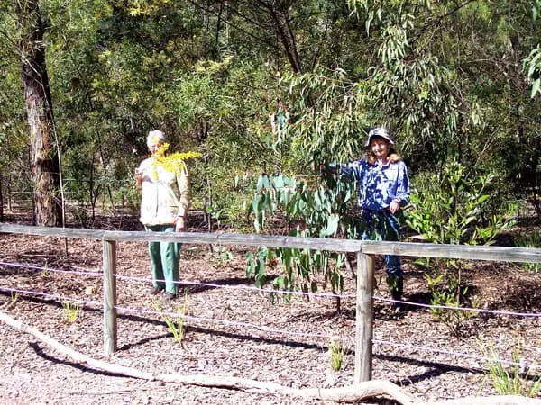 Two people standing among young native plantings behind a timber post and rail fence on mulched ground
