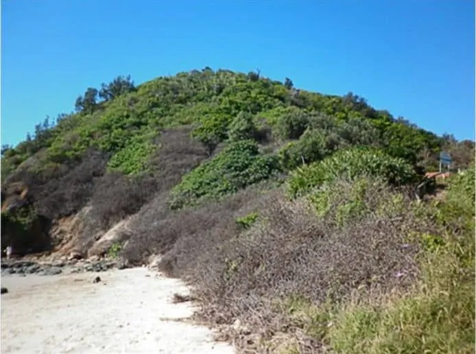 Vegetated headland above a sandy beach with weedy and native scrub on the slope