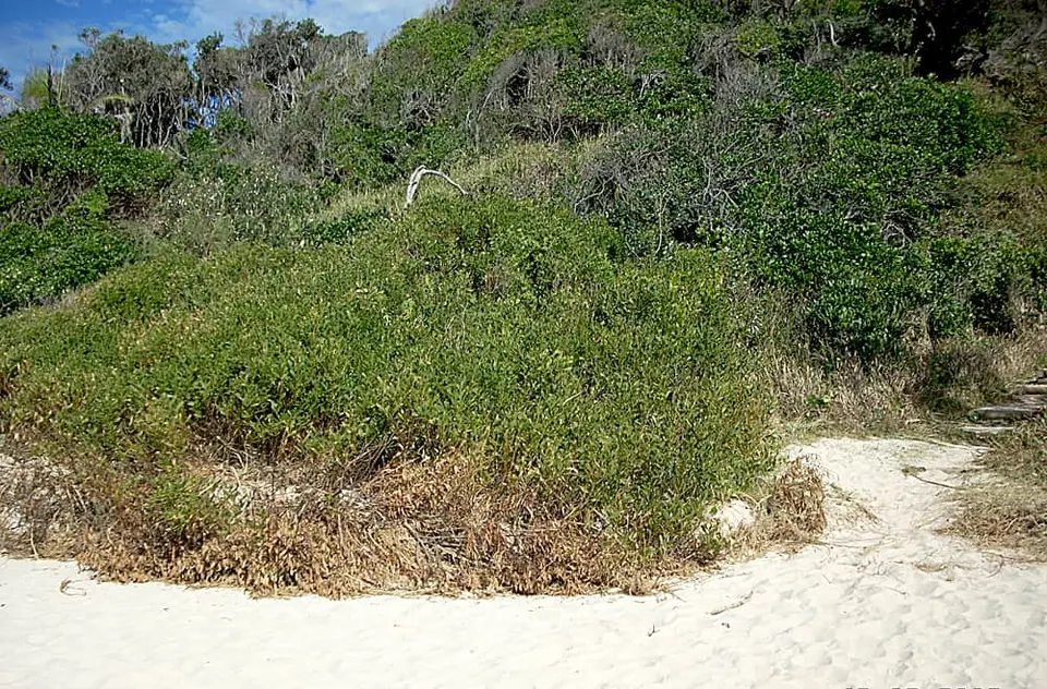 Coastal dune vegetation and a sandy track at Shelly Beach, with dense shrubs on the dune