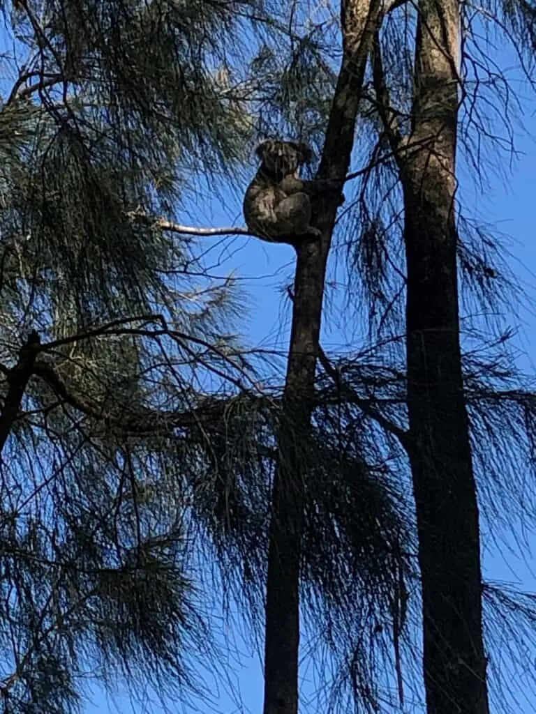 Koala sitting high in a she-oak tree against a blue sky at Queens Lake Walkway