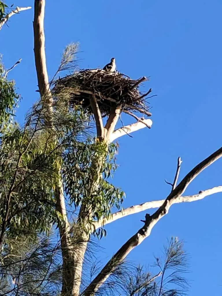 Osprey perched on a large stick nest at the top of a tall eucalypt against blue sky