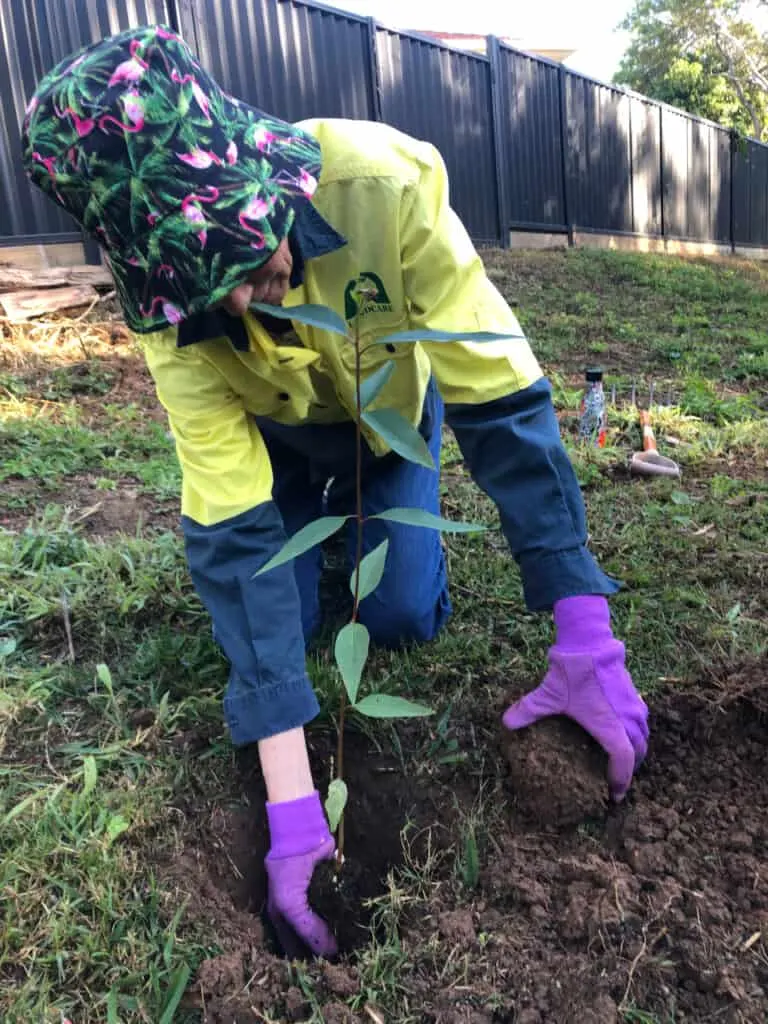 Volunteer in hi-vis and purple gloves planting a native tree seedling in the ground beside a fence