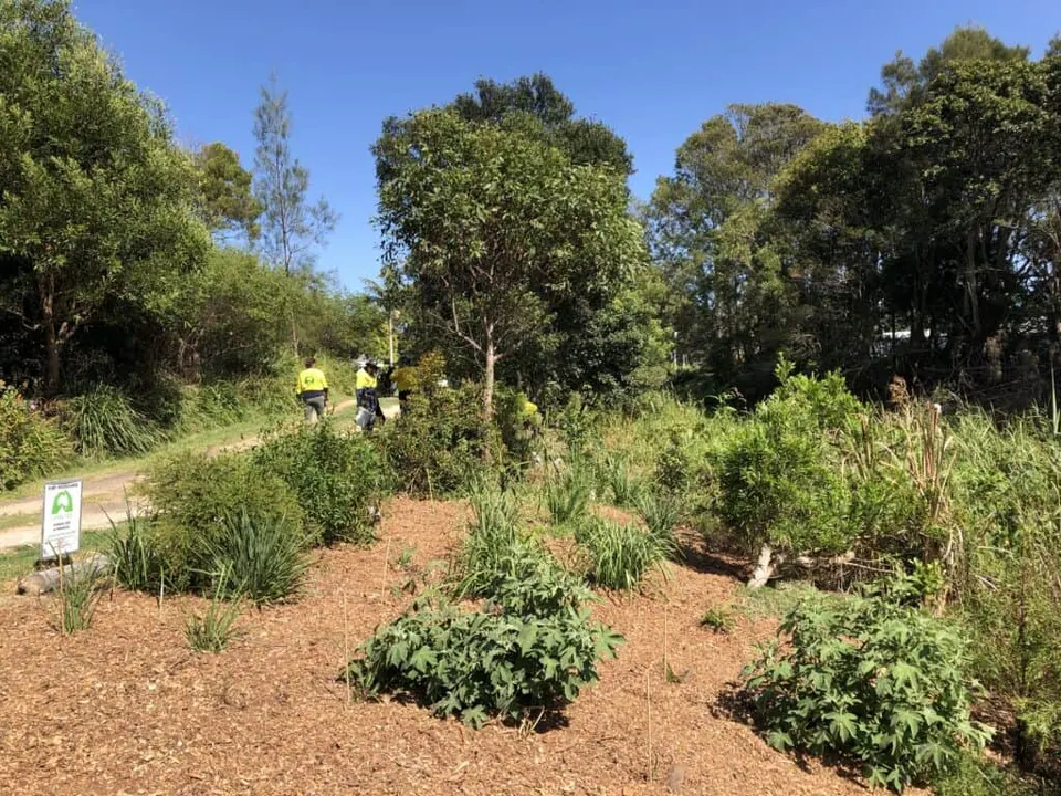 Landcare volunteers in hi-vis weeding tall grass on a mulched slope with young native plants