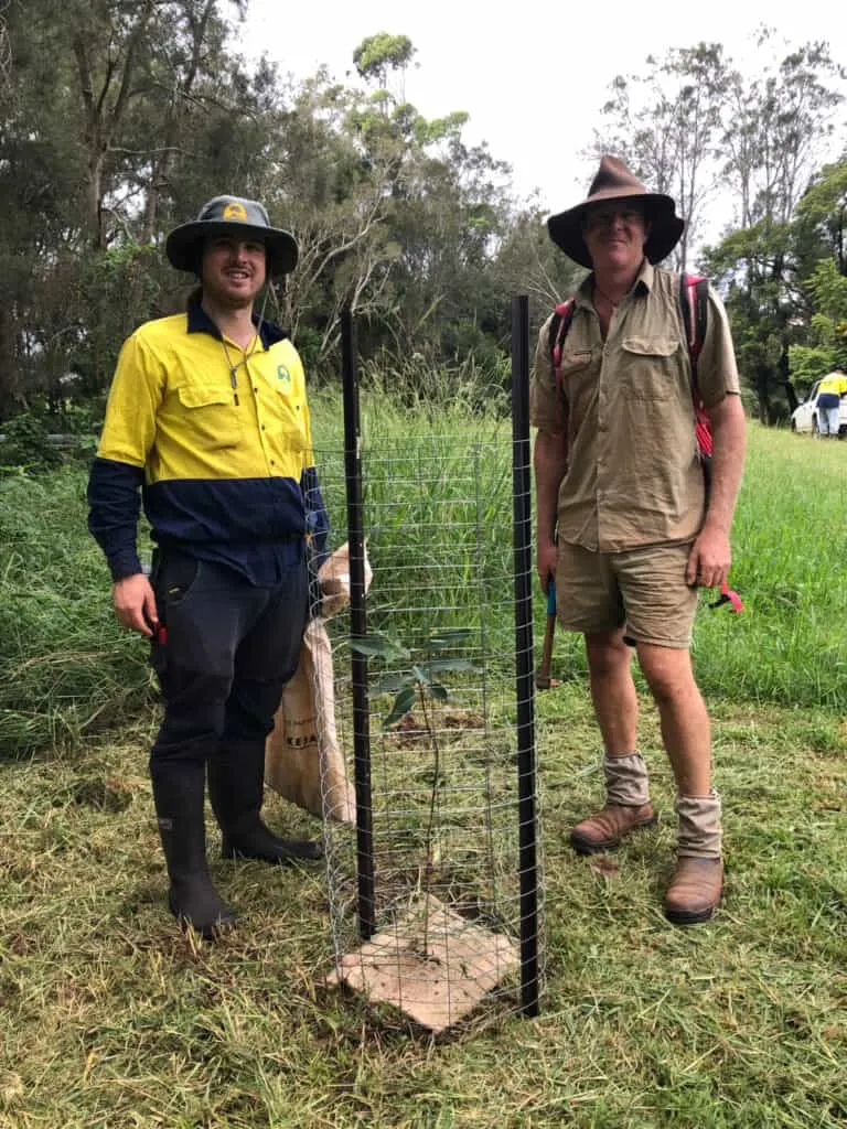 Two volunteers standing beside a fenced native tree planting beside a koala food tree in grassland