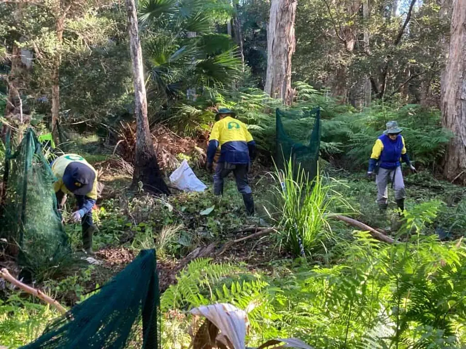 Bush regeneration volunteers working among ferns and palms in bushland, with weed bags and netting nearby