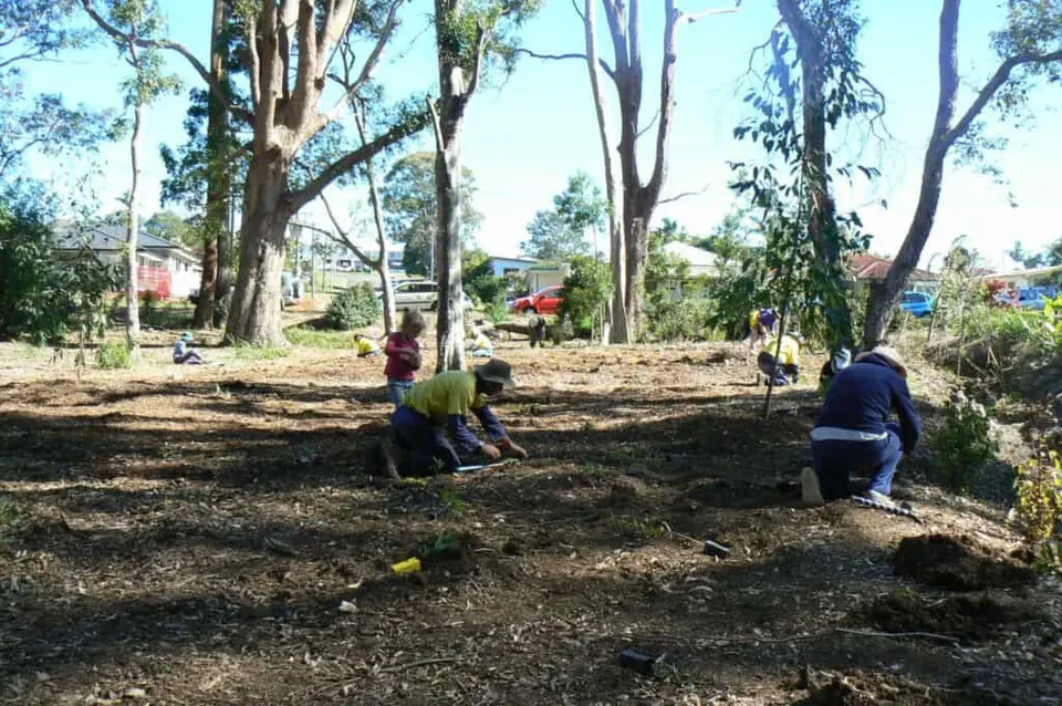 Two volunteers working on cleared, mulched bare ground beneath tall eucalypts during early bush regeneration