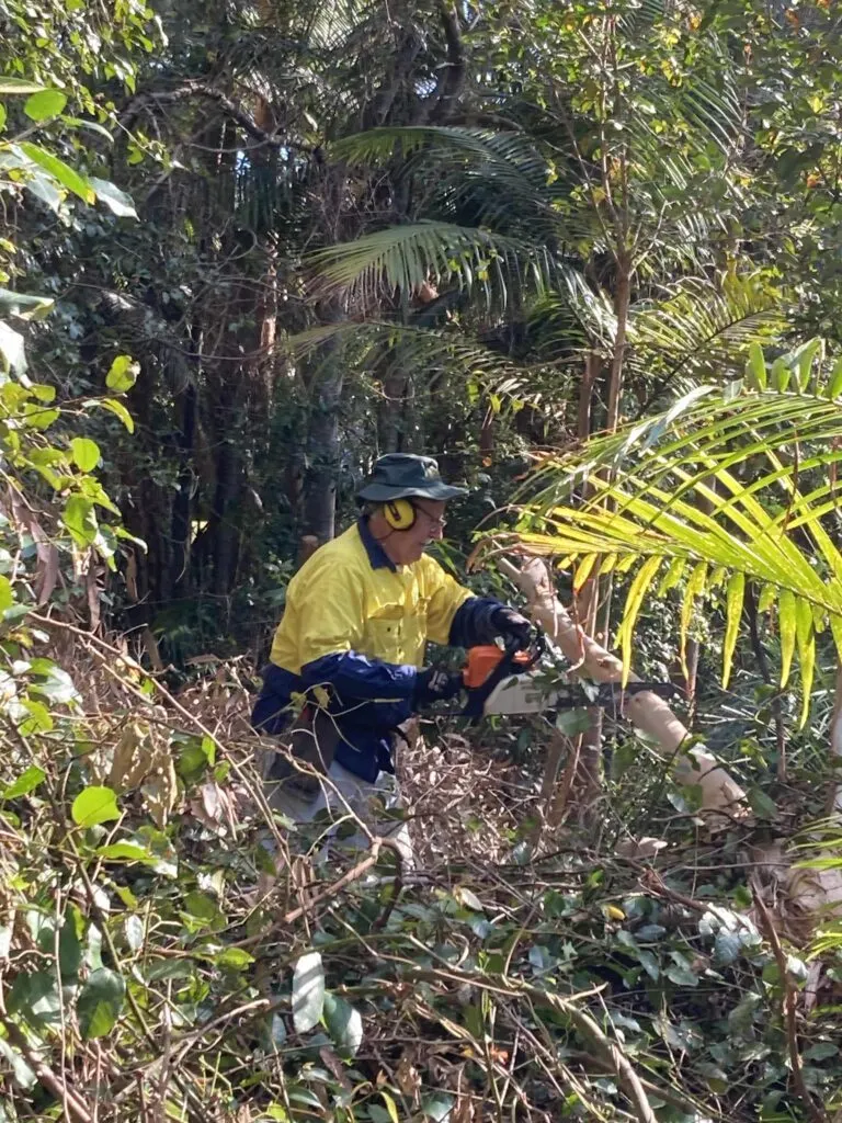 Volunteer wearing ear protection cutting weeds with a power tool in dense bush with palms