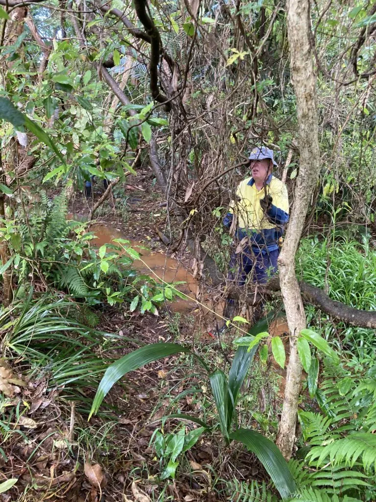 Volunteer in hi-vis and hat standing on a track through dense bushland with ferns and vines