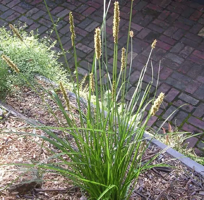 Carex appressa