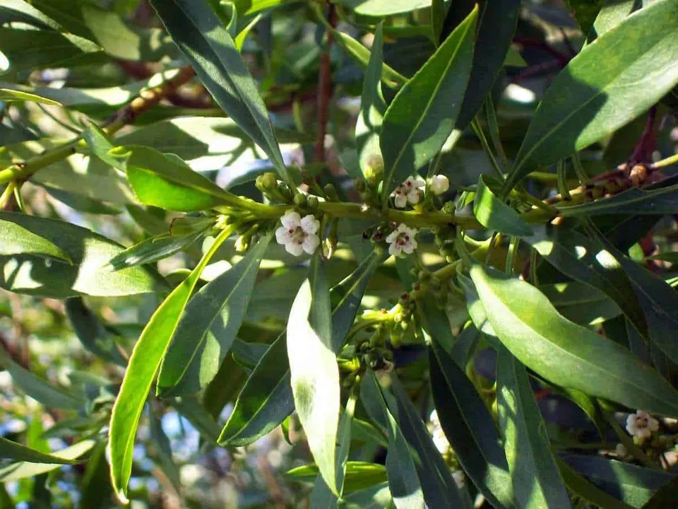 Myoporum acuminata