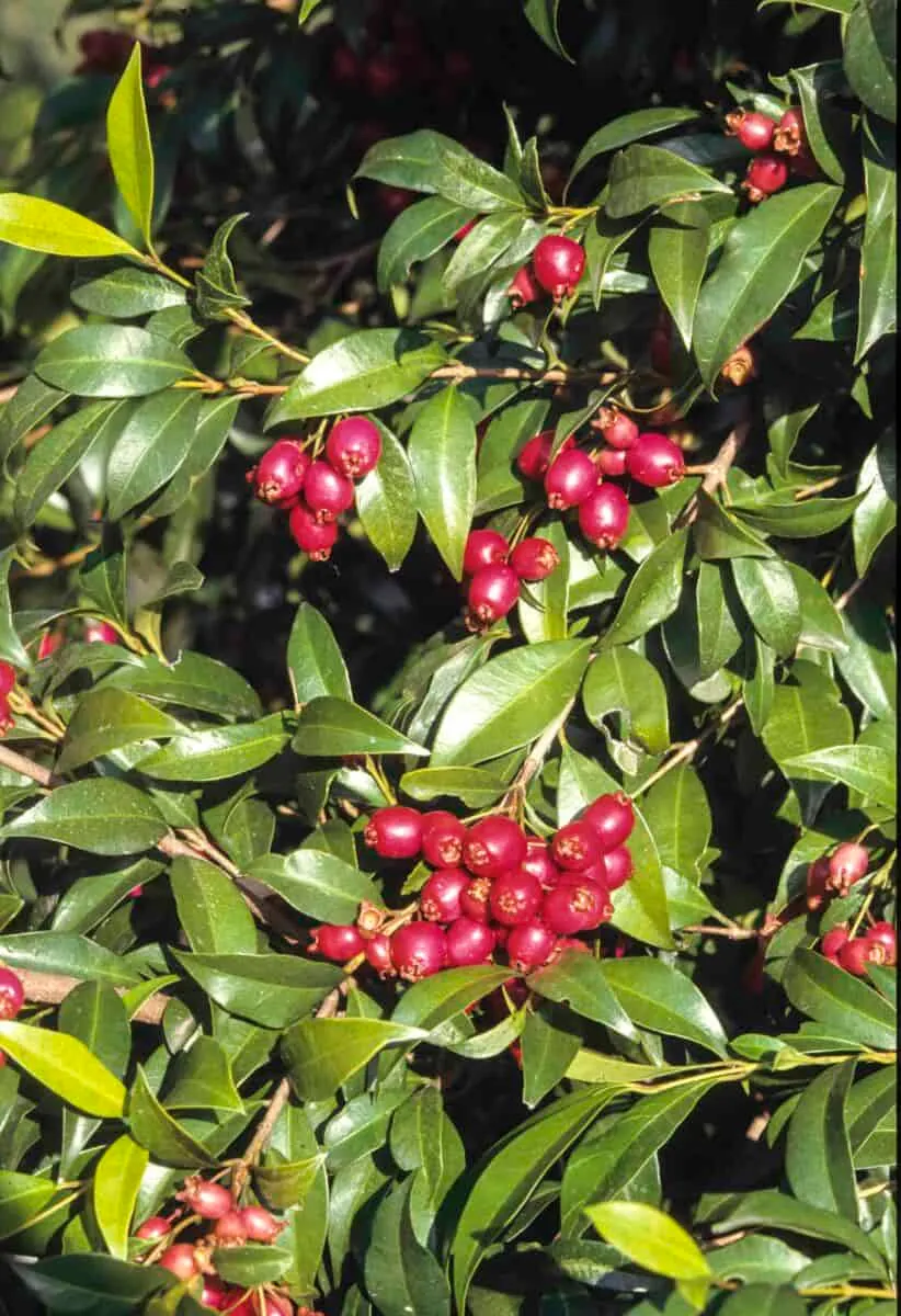 Syzygium australe