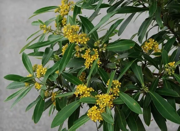 Tristaniopsis laurina