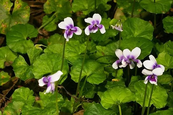 Viola banksii