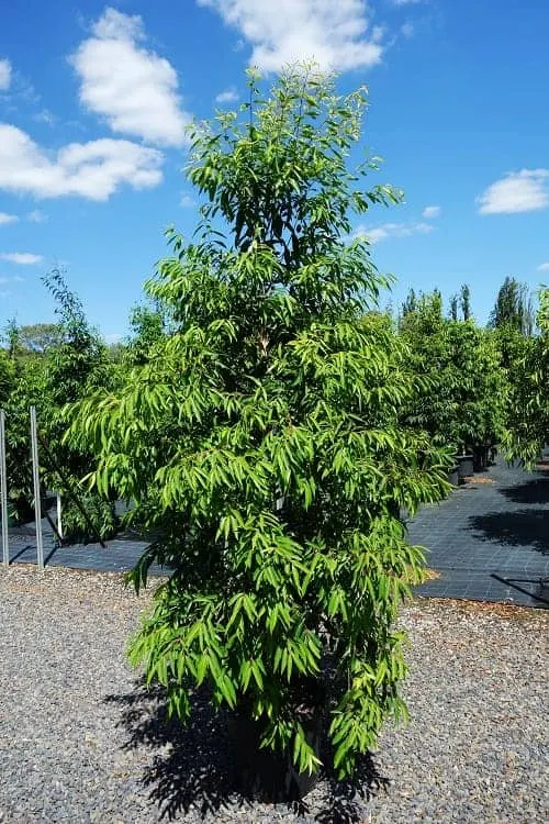 Waterhousea floribunda