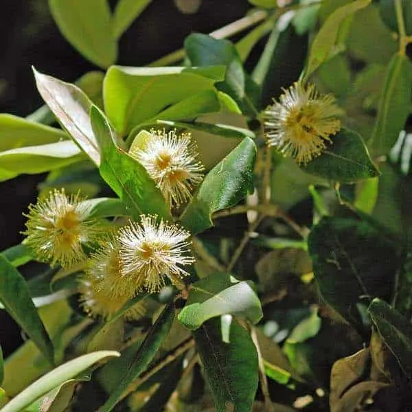 Syncarpia glomulifera