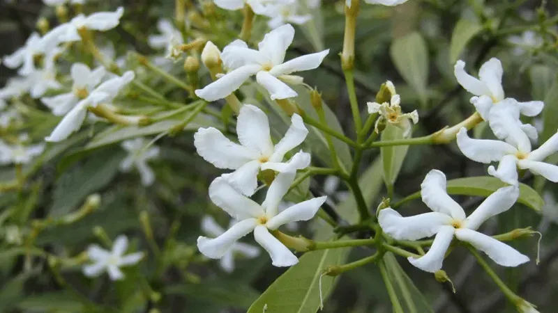 Tabernaemontana pandacaqui
