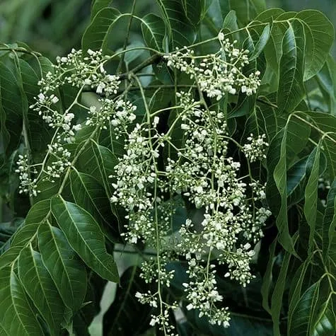 Toona ciliata