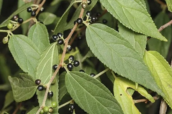 Trema tomentosa