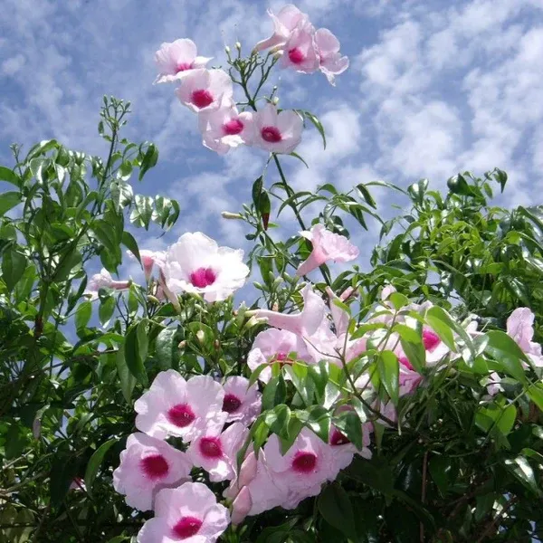 Pandorea jasminoides