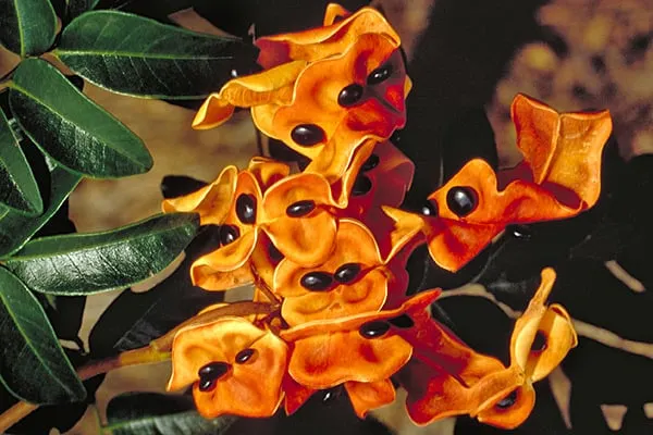 Pararchidendron pruinosum var. pruinosum