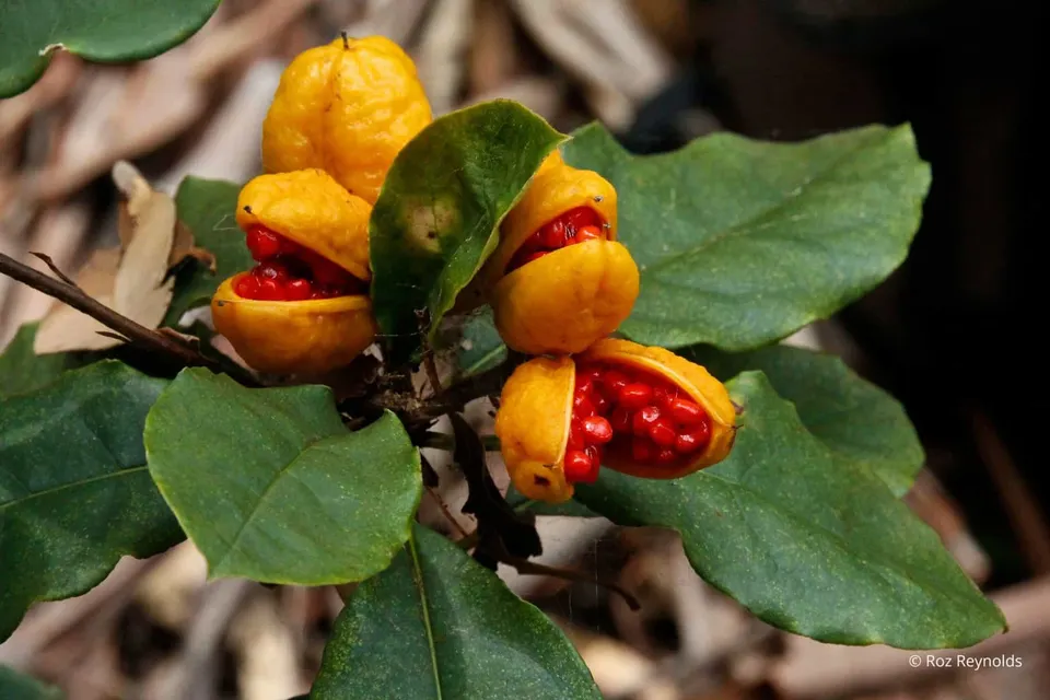 Pittosporum revolutum