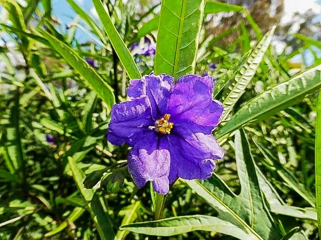Solanum aviculare