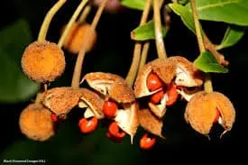 Sloanea australis