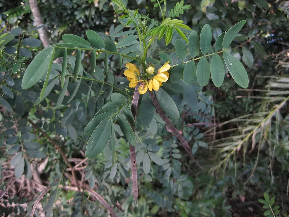 Senna acclinis