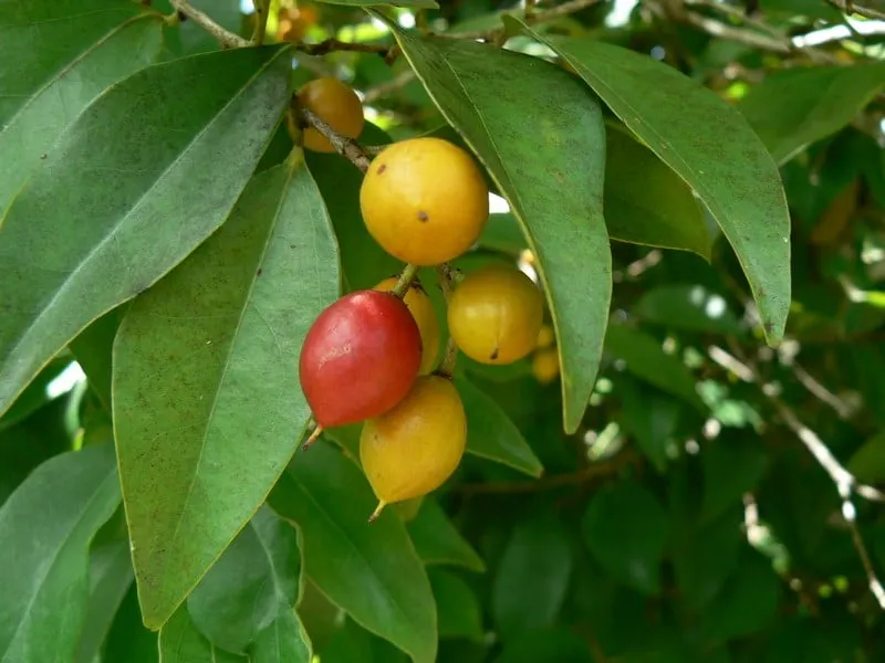 Scolopia braunii