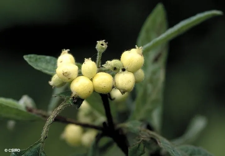 Psychotria loniceroides