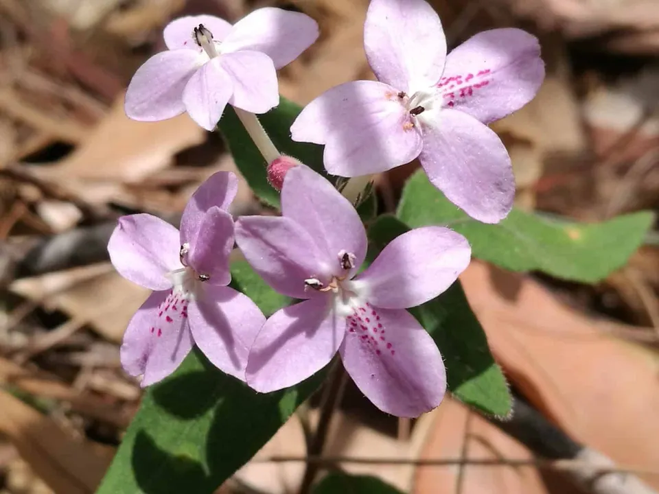 Pseuderanthemum variabile