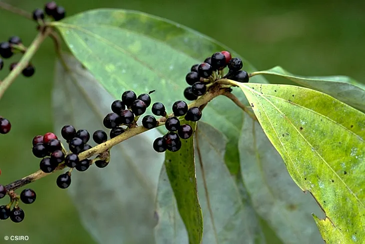 Neolitsea dealbata