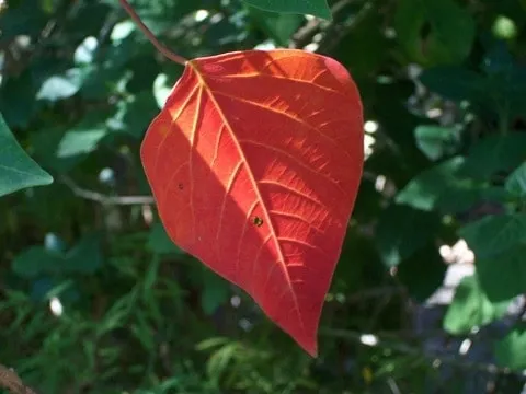 Omalanthus populifolius