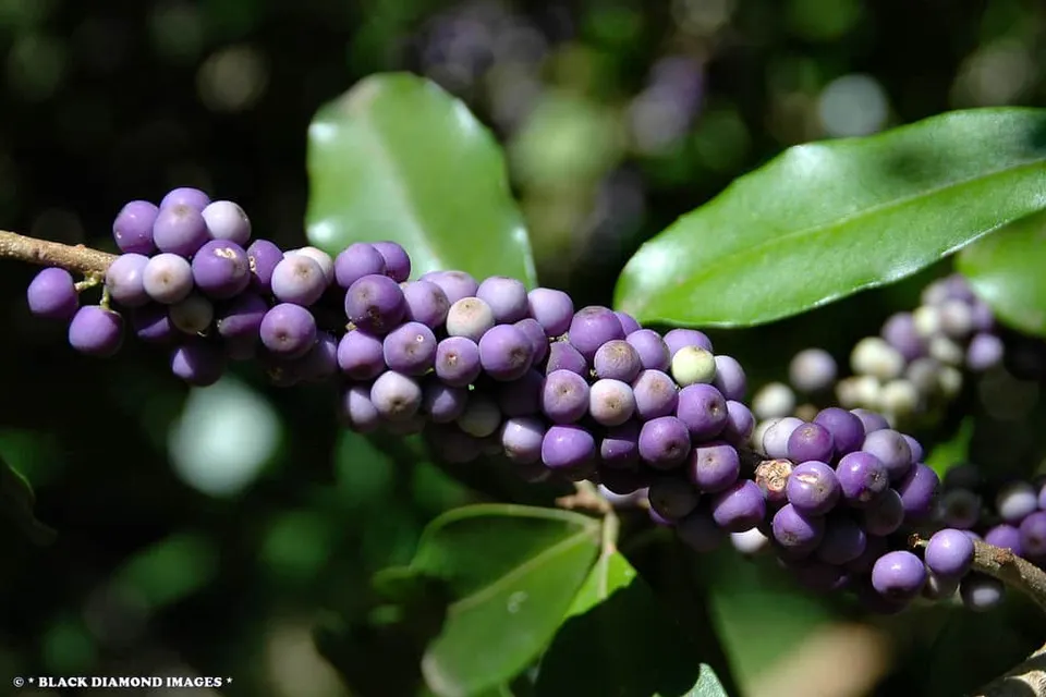 Myrsine howittiana