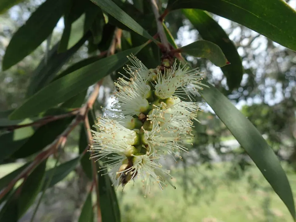 Melaleuca quinquenervia