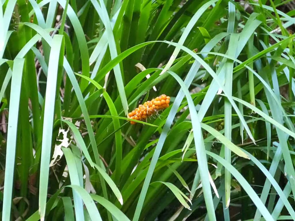 Lomandra spicata