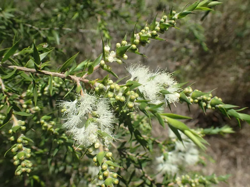 Melaleuca styphelioides