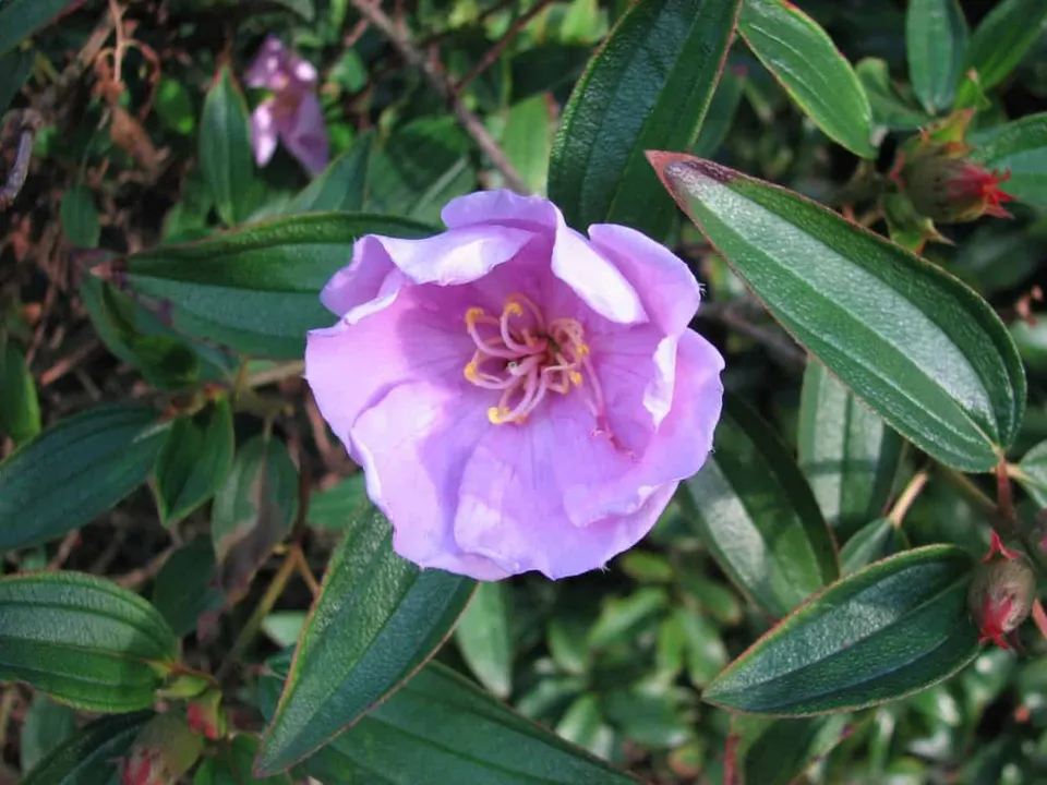 Melastoma affine