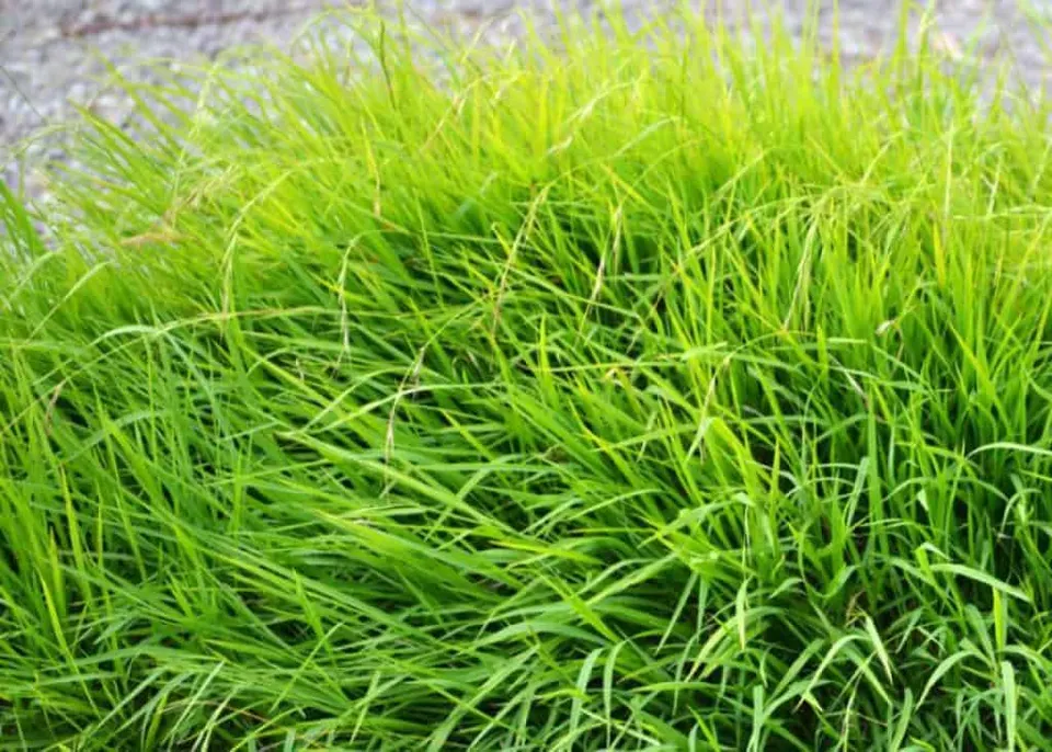 Microlaena stipoides