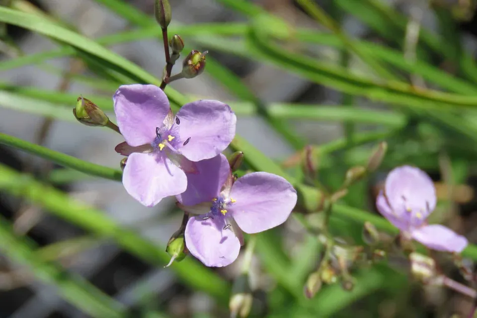 Murdannia graminea
