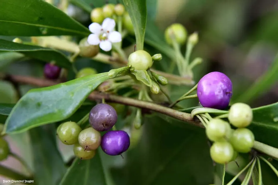 Myoporum boninense