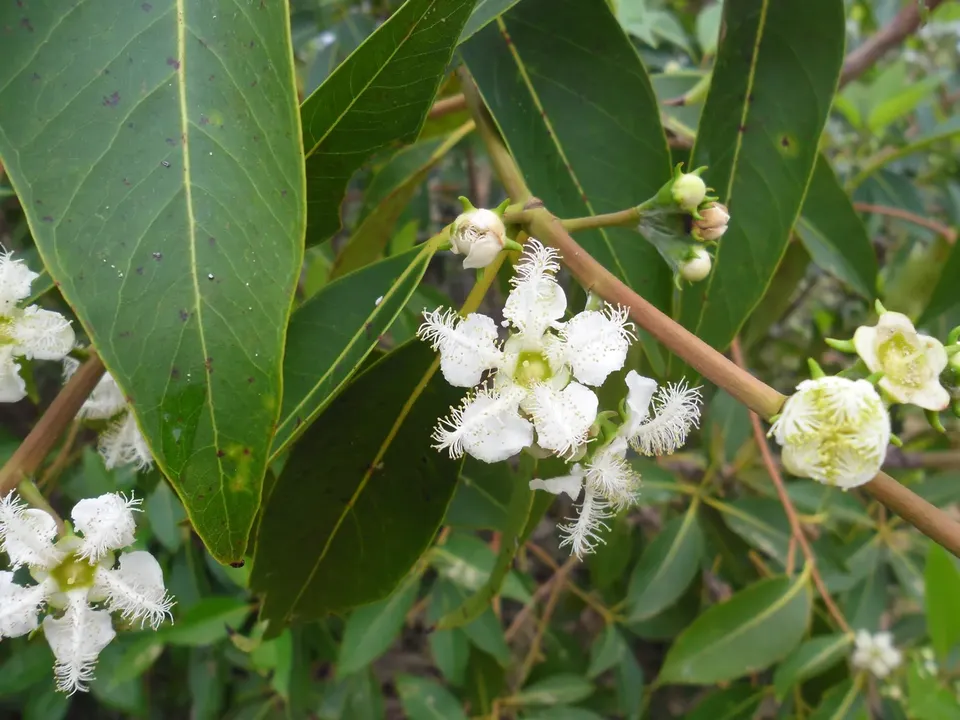 Lophostemon confertus